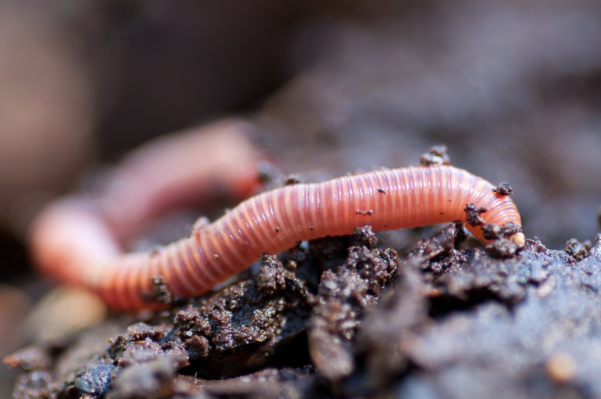 GettyImages-177697635 earthworm